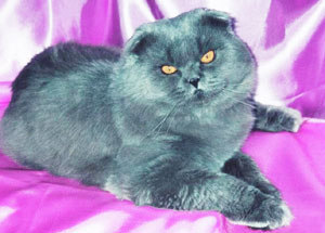 Хайленд фолд Пьер Малурек